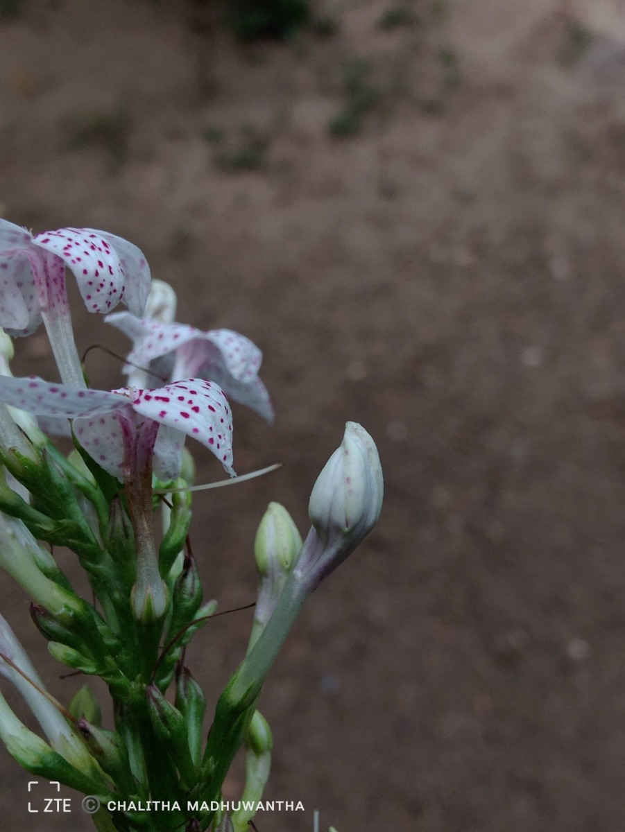 Pseuderanthemum maculatum (G.Lodd.) I.M.Turner